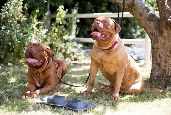 Portable Travel Rollup Pet Feeder